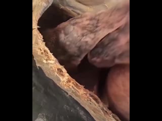 Самая длинная мышца
