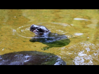 Pygmy hippo baby makes a splash