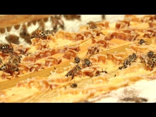 Bacteria from bees possible alternative to antibiotics