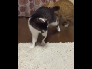 Look at my tail! look at it! (by kaii 129)
#9gag #fatcat #fluff #tail @9gagmobile