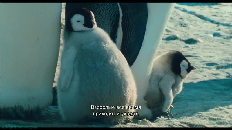 Птицы 2 путешествие на край света / марш пингвинов (2005) документальный фильм природа молодые пингвины антарктида