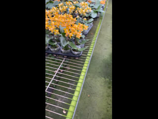 Mainshow orchids live