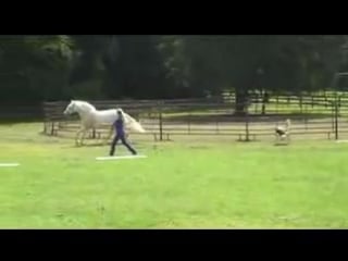 Parelli natural horsemanship video