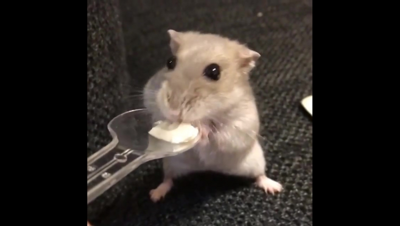 Хома увлечённо кушает