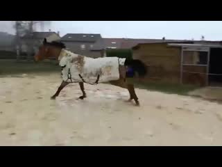 Когда в душе ты чистокровный конь (vhs video)