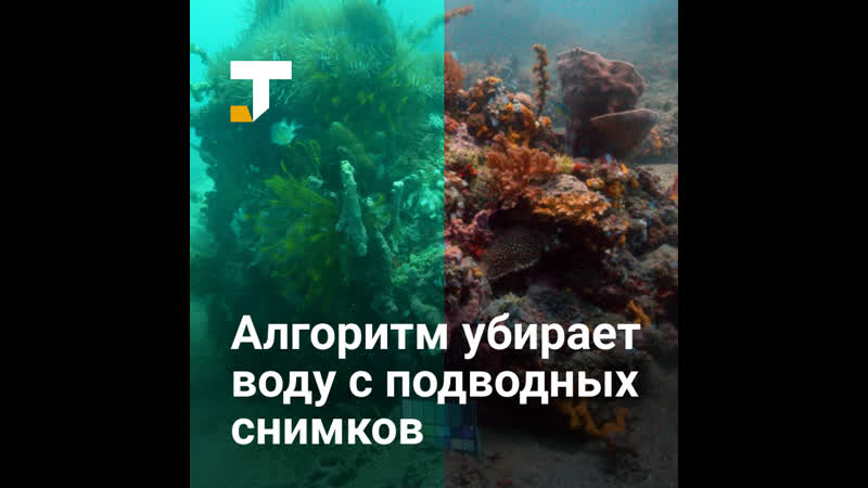 Алгоритм sea thru удаляет воду с подводных снимков