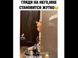 Видео от полины овчинниковой