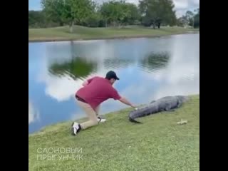 Florida man retrieves golf ball that landed on alligator's tail