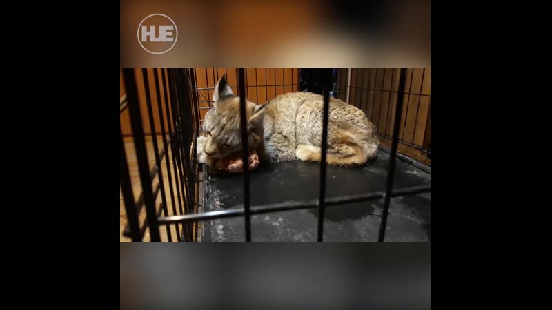 Полицейские спасли жителей поселка междуреченский от дикой рыси, которая забралась к ним на участок