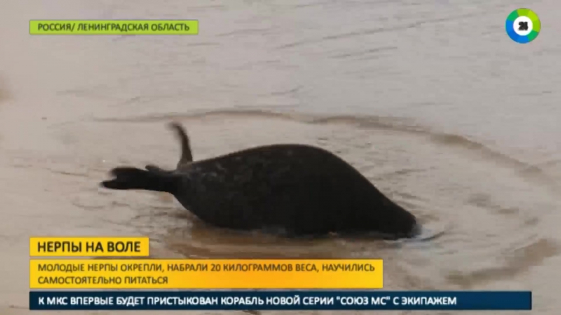 Спасенные детеныши нерпы вернулись в ладожское озеро