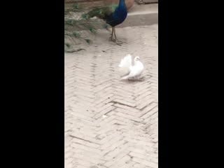 This pigeon learned opening from peacocks
