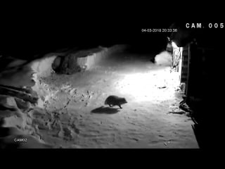 James racoon bond 007