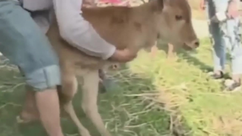 В китае родился двуногий телёнок