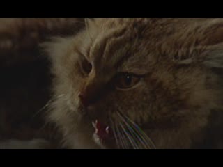 1973 смерть отображается в кошачьих глазах / la morte negli occhi del gatto