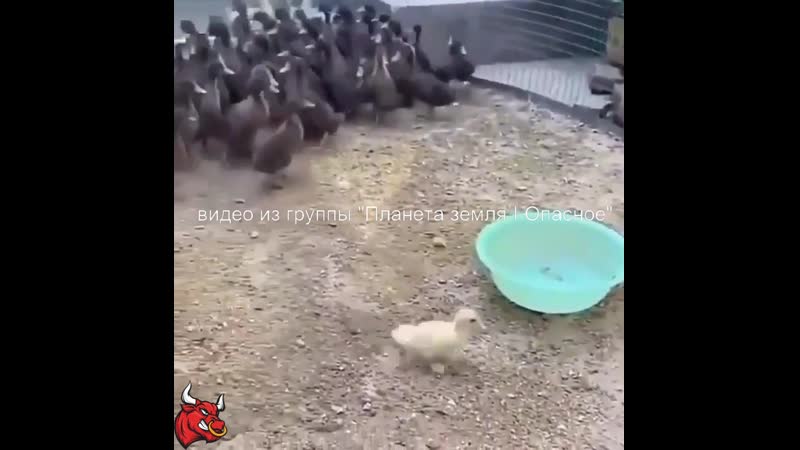 Молодой навел шороху во дворе 😃