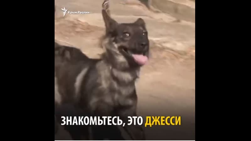 Спасение рядовой джесси