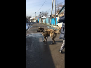 Кайтпас молодой кобель питомника