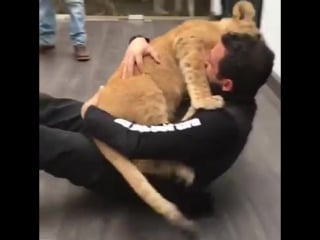 Львёнок хочет обнимашек