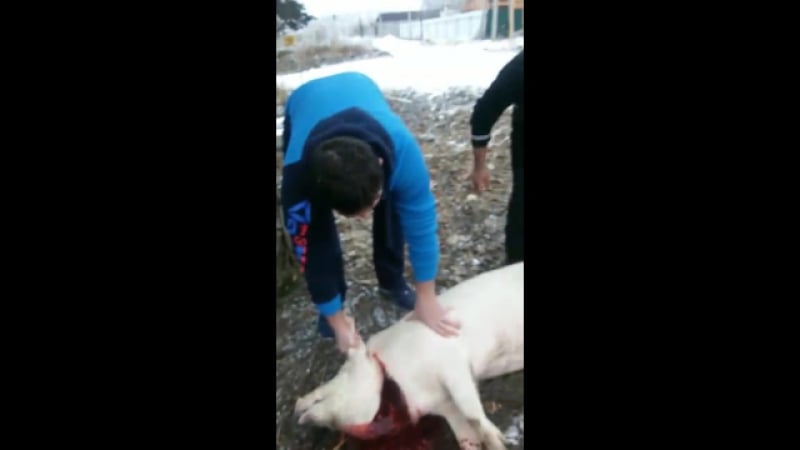 Режут свинью