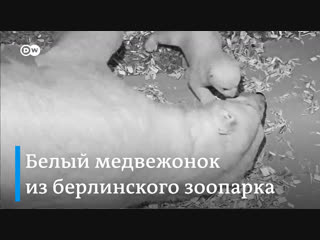 Белый медвежонок из берлинского зоопарка