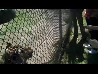 Regina spektor sydney porn