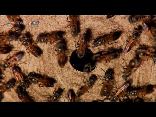 Страсти по насекомым 2 11 серия "мастера маскирои" / insectia 2 masquerade (2000)