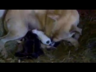 Ch blondy и ее щенки (от gr ch tornado)