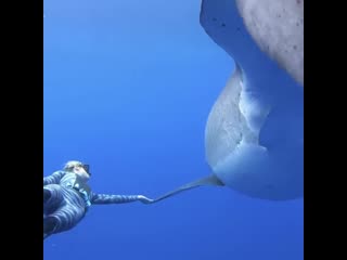 A nearly 20 foot long shark named "deep blue," believed to be the largest great white on record, hawaii