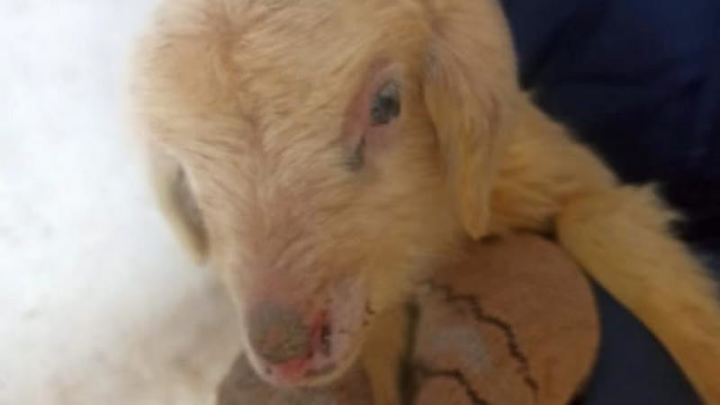 На урале родилась овцекоза