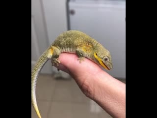 Bauers chameleon gecko from new caledonia 😍🦎
