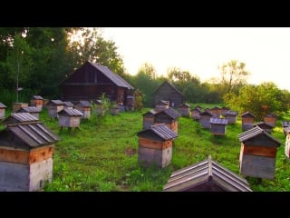 Утренняя пасека анатолия