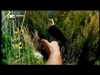 Nelly furtado i'm like a bird (mtv russia hd)