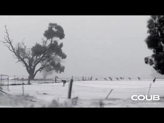 Kangaroos hopping through snow in australia