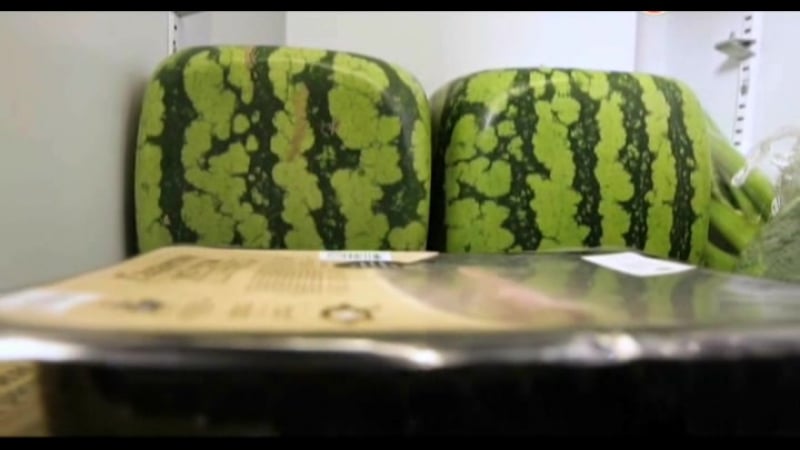 Наука 2 0 exперименты с антоном войцеховским эти необычные растения часть 1 (2015)