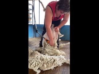 Most sheep shearers can only do one of the following two 1 go fast or 2 shear the whole sheep without a single nick or cut t