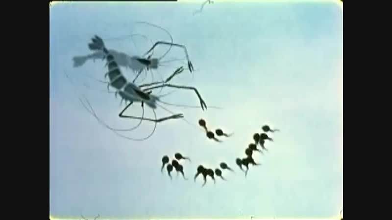 Маленькие головастики в поисках мамы ожившая китайская живопись