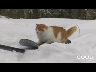 Taddy snowskate 2020 best cat skate video ever!