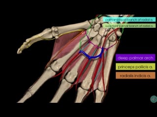 2 upper limb arteries hand and wrist 3d anatomy tutorial