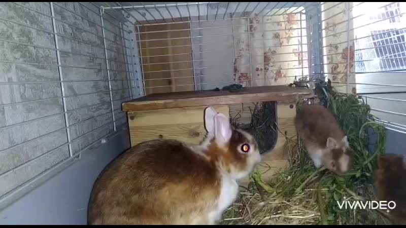 Карликовые кролики белоушка и красненькая рыжуля