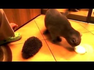 British shorthair play with hedgehog британец играет с ежом