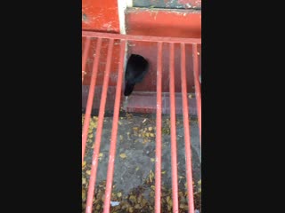 Попка котьки