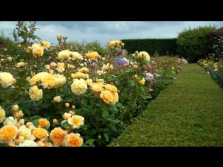 David austin rose garden in albrighton, west midlands, england