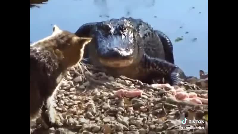 Отжал хавчик у зубатого