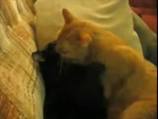 Эротика кошачья