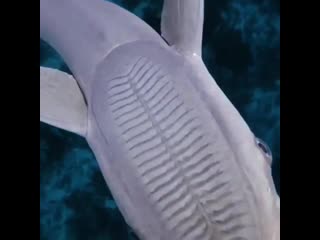 Friendly remora in cuba