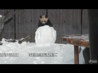 Raw panda finds snowman playmate (associated press)