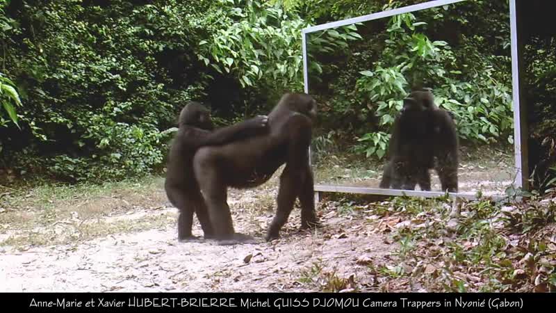 Gabonese gorilla family all have cool reactions to their mirror reflection excep