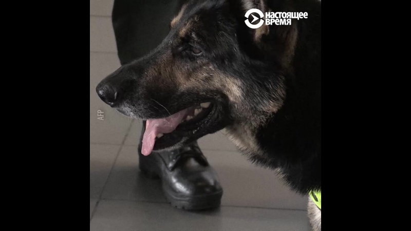 Овчарка, на которую охотится наркомафия