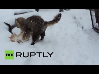 Russia meet the photogenic siberian felines taking over the internet