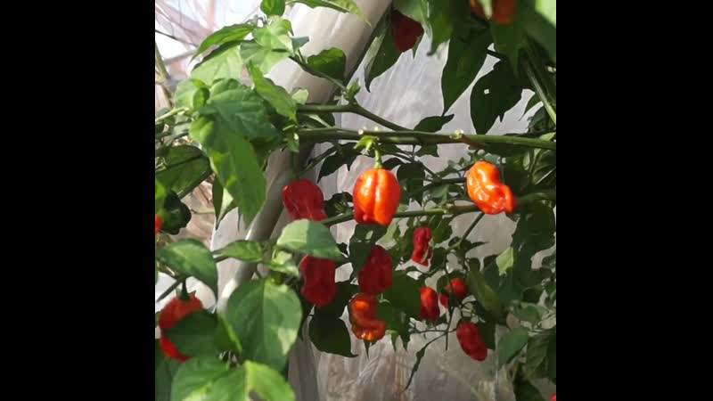 Reaper porn video – Carolina reaper